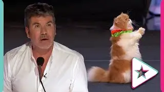 World's Most Well Trained Cats Audition for AGT!