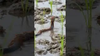 Cobra vs An Army of Fire Ants! 😱 #shorts