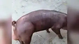 FARMA SVINJA - KRALJ DUROKA- DUROC KING / DUROC