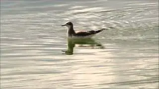 Sabines Gull VIDEO Walnut Canyon Ponds 9 19 14