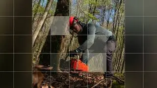 Storm Damaged Tree Service