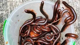 Incredible Discover and Catching of Hundreds Giant Millipedes Behind My Home