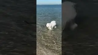Momo the chill dog life in Australia