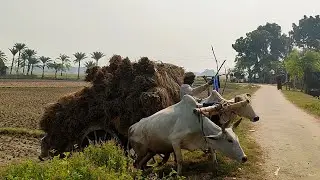 Paddy loaded from deep mud // pulling paddy with bullock cart // Big Cow
