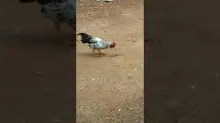 #Bangalorekareemnagar#cock#rooster#billycock       Cock kills snake 🐍  ll  cock eating snake video..