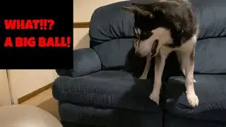 2 Husky Dogs Deflate a Exercise Ball