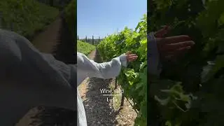 Best place to try wine in Turkey&hellip;Urla Izmir