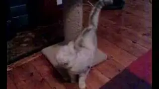 Launching Cat