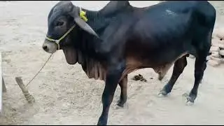 Sahiwal Bull Calm Mode | Bull Behaviour Without Trigger | Viral Rural Video 