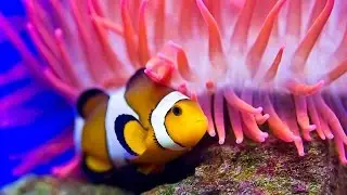 Coral Reef ~ The Saxy Lady Band