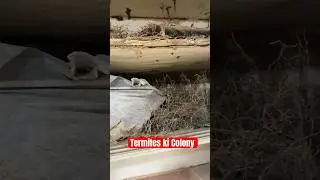Termites ki Colony #apexpestcontrol