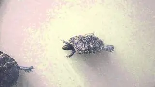 Turtle mating ritual
