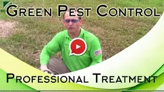 Green Pest Control System for Rugose Spiraling Whitefly