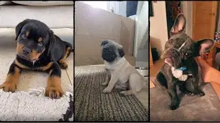 Playing This Sound To See How Your dog Reacts - Tiktok Compilation -Dog Reacts To Sound