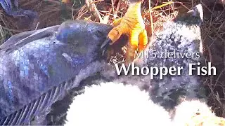 #240🦅E26🐥33&deg;／SWFL Bald Eagle Nest 2025-2026／F23💗M15／Powerd by Southwest Florida Eagle Cam