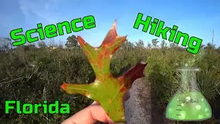 Science Stroll at the Malabar Scrub Sanctuary in Florida [4K]
