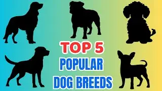 Most Popular Dog Breeds in the World 🐶 | Top 5 Family Dogs | Top 5 Most Loved Dogs Worldwide
