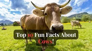 Mind-Blowing Bovine Trivia: Top 10 Fun Facts About Cows!