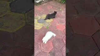 Persian kittens for sale 😻 ! Persian cats for sale ! Cats video ! Cats for life ! Cat sound ! Cat