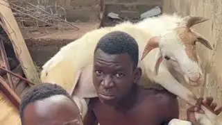 Ils veulent fêter tabaski sans argent