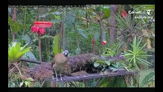 Chachalaca Takes Flight,Shame This Bird Is Hunt As Food Source