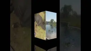 Diamond Cape Buffalo! The hunter call of the wild #shorts #gaming #cotw