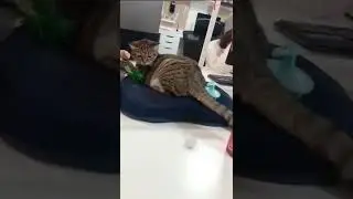 🙀#shouts #funnyanimalvideos2022