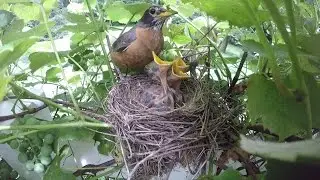Robin Feeding Hatchlings in the Rain