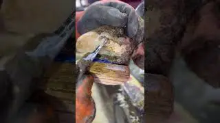 Removal of Separation of the Hoof Sole