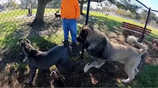 Giant Ovcharka & Cane Corso Dog Park Drama!! Tsavo | Kane | Shiba