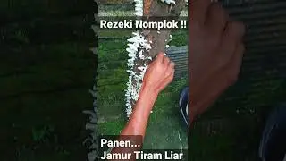 Rezeki Nomplok.. Jamur Tiram Liar