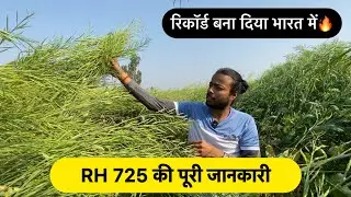 भारत में तहलका इस सरसों का🔥🔥RH-725 Mustard variety full details | RH-725 seeds | AGRIL CAREER
