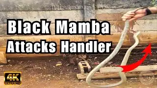Black Mamba Attacks Snake Handler | Risky Encounter