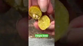 Inside the finger lime 😋