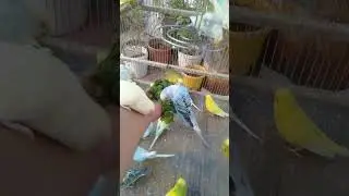 🌈 Regenbogen Mutationen &ndash; Luxus f&uuml;r Z&uuml;chter & Hobbyhalter