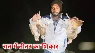 Pheasant hunting. Pheasant hunting at night. Grey francolin hunting. pheasant bird.hunting at night.