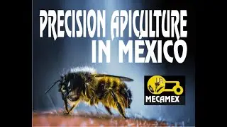 Precision Apiculture in Mexico