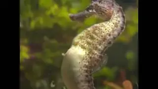 Rupanya Begini Cara Kuda Laut 'Melahirkan'