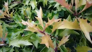 Osmanthus heterophyllus Ogon , surprenant feuillage persistant  orange puis jaune