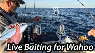 Learning to Troll Live Baits for Wahoo (and Legally Catching More Snapper)!!