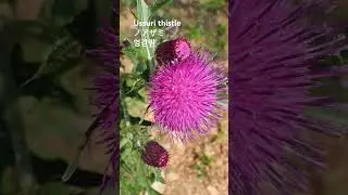 Cirsium japonicum  꽃말: 