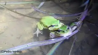 Cantos de #Hyla #meridionalis y #Epidalea #calamita