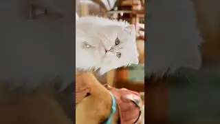 Stuart Little 2 #cat #catlife #animals #stuartlittle#stuartlittle#animationhindi#animated#shortvideo