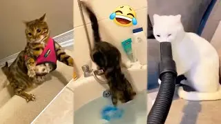 The Adorable Clumsy Actions of Cats Will Make You Laugh! 😂