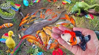 Mancing ikan hias di kolam, ikan lele, ikan mas, ikan cupang, ikan koi, ikan besar, kura-kura, bebek