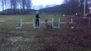 Trippelhopp