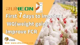 Better broiler growth performance | Innovative feed additive | bile acids