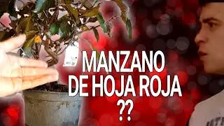 MANZANO ROJO?????😱