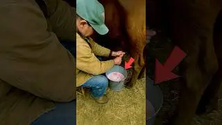 Cow Produced Red Milk&hellip;😯