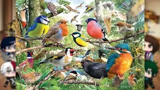 MHA react to Wild Animals (Birds)